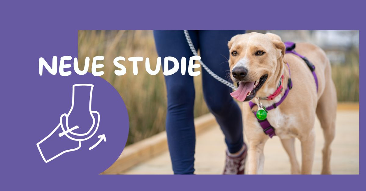 Studie: Aktivkollagen verbessert signifikant die Lebensqualität von Hunden mit Arthrose