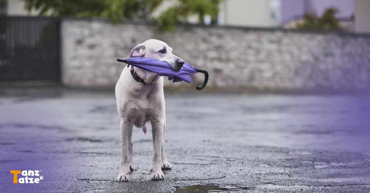 Nasser Hund steht auf regennasser Strasse und haelt einen zusammengeklappten lila Regenschirm im Maul; kuehler Herbsttag, Gelenkbelastung sichtbar. Logo Tanztatze