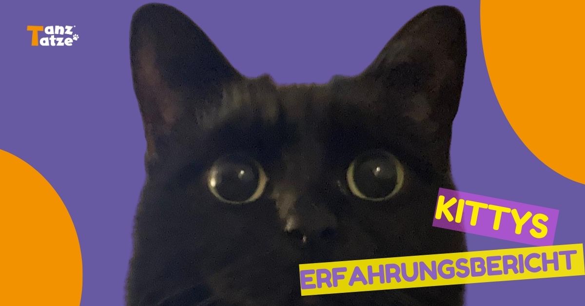 es zeigt kitty eine schwarze katze die gute erfahrung mit aktivkollagen gemacht hat und das logo Tanztatze ist auf dem Bild zu sehen mehr Bewegungsfreude dank Aktivkollagen