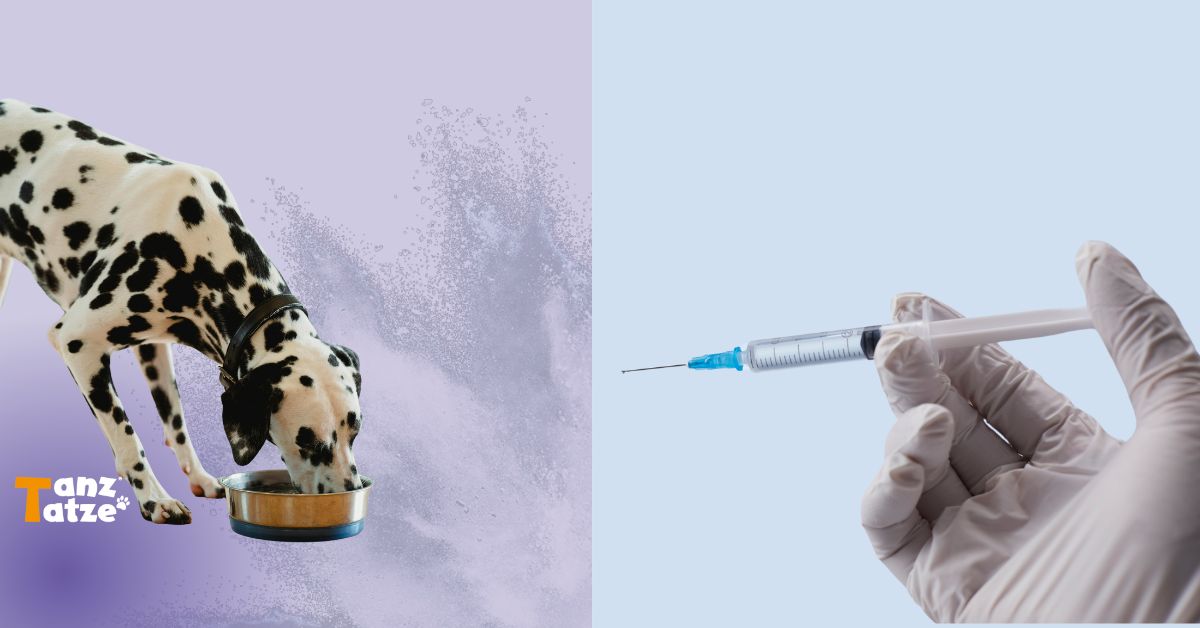 Arthrose beim Hund Aktivkollagen als sanfte Alternative zu Arthrose-Spritzen