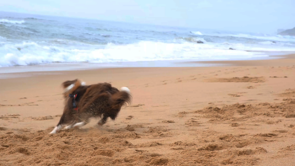 Hund läuft am Strand