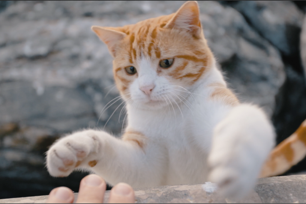 Katze streckt die Pfote aus