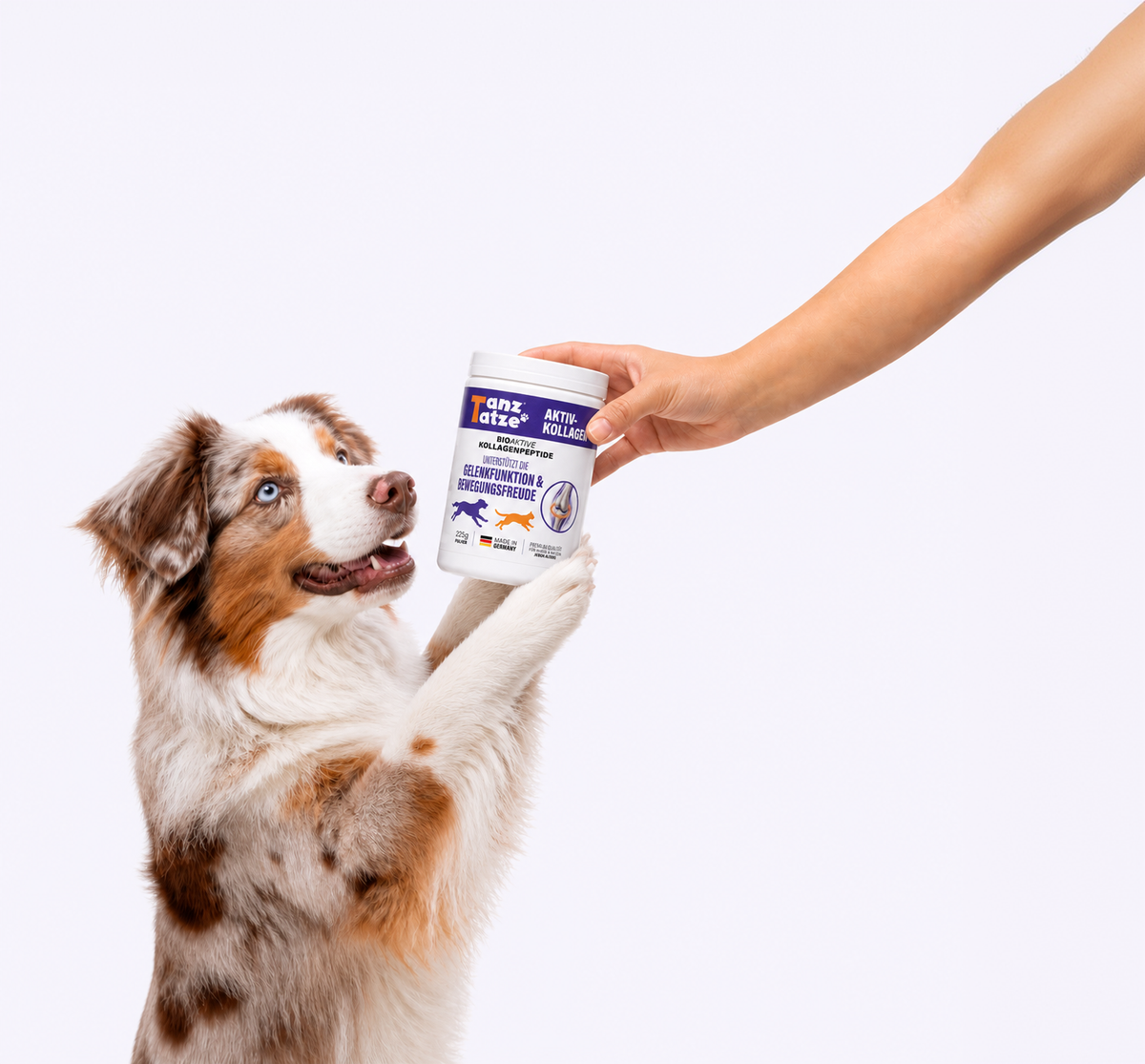 Hund bekommt eine Dose TanzTatze Aktivkollagen gereicht