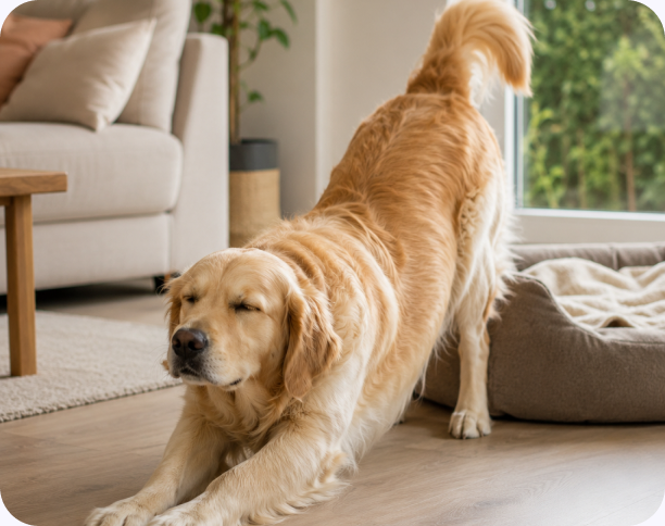 Hund kommt nach der Ruhephase leicht in Bewegung