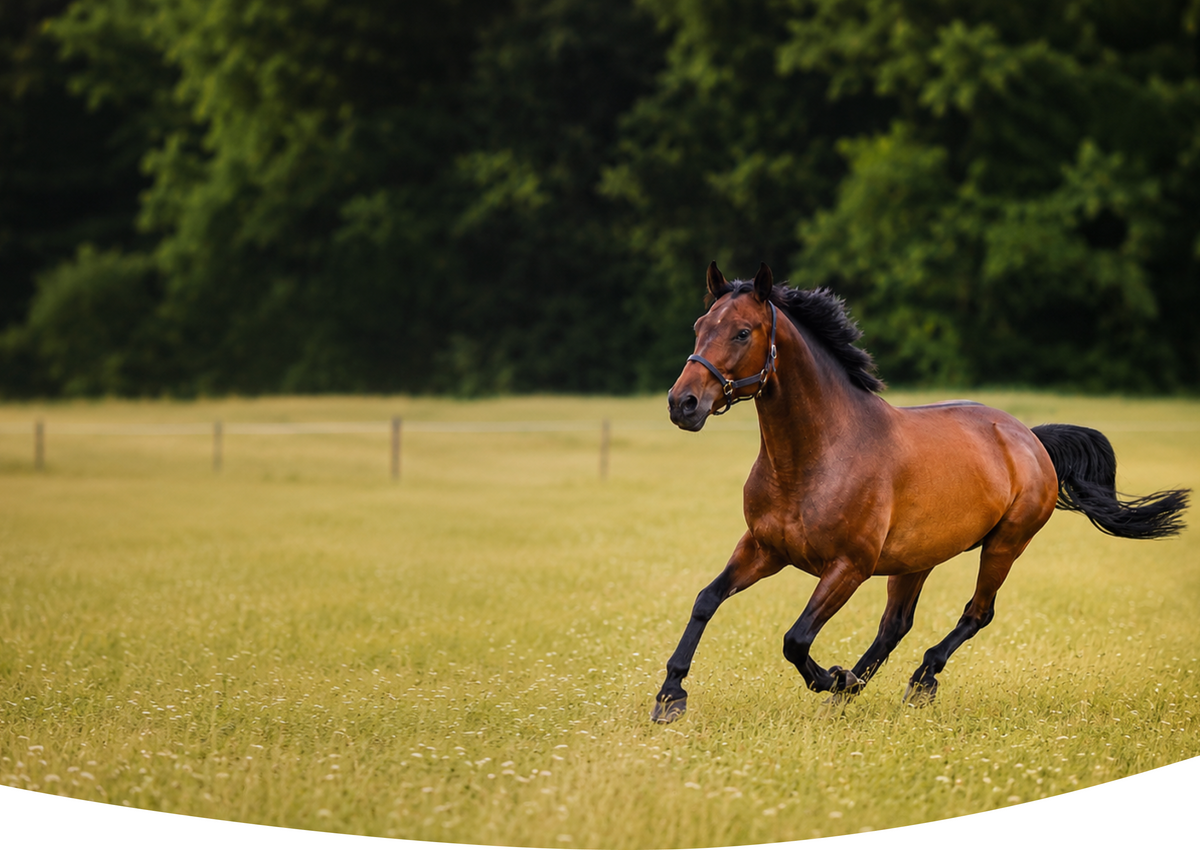 Pferd in Bewegung