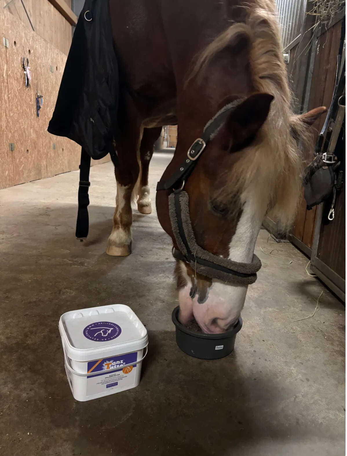 Pferd frisst aus einer Schale neben der Dose
