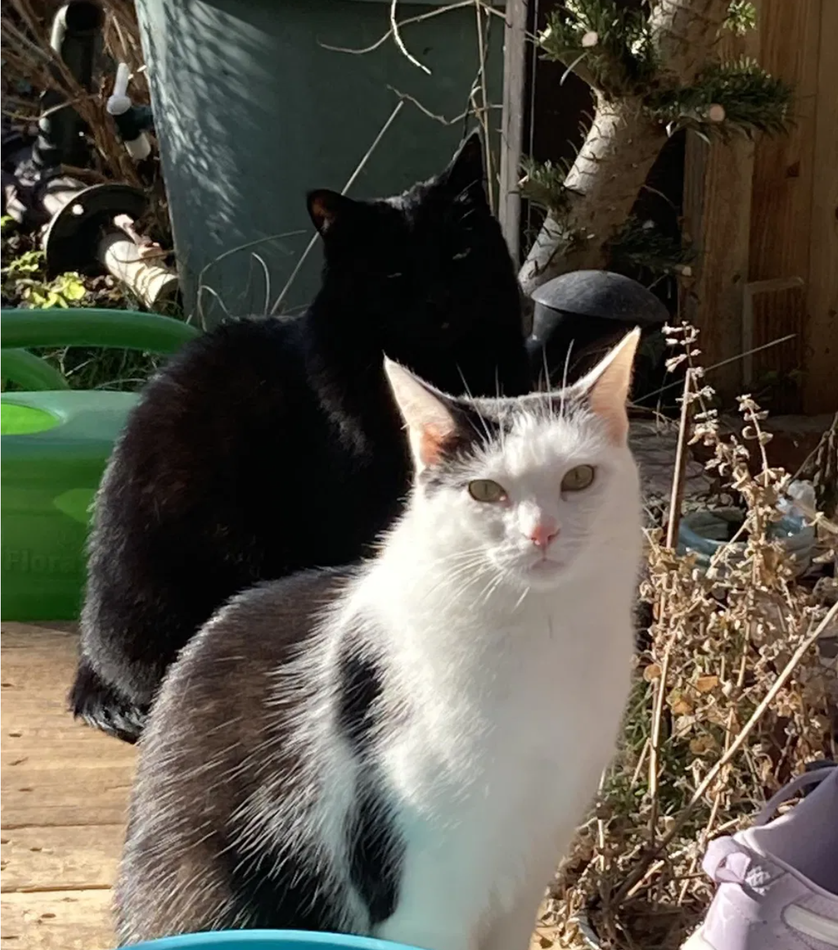 Zwei Katzen im Garten