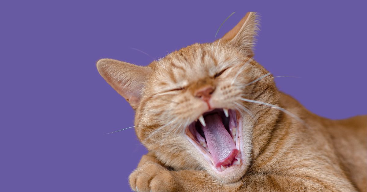 Versteckte Schmerzen – Wie du Arthrose bei deiner Katze erkennen kannst