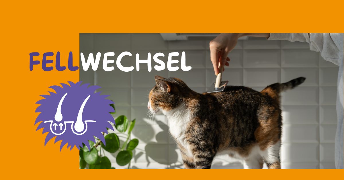 Fellwechsel bei Katzen: So unterstützt du deine Katze optimal