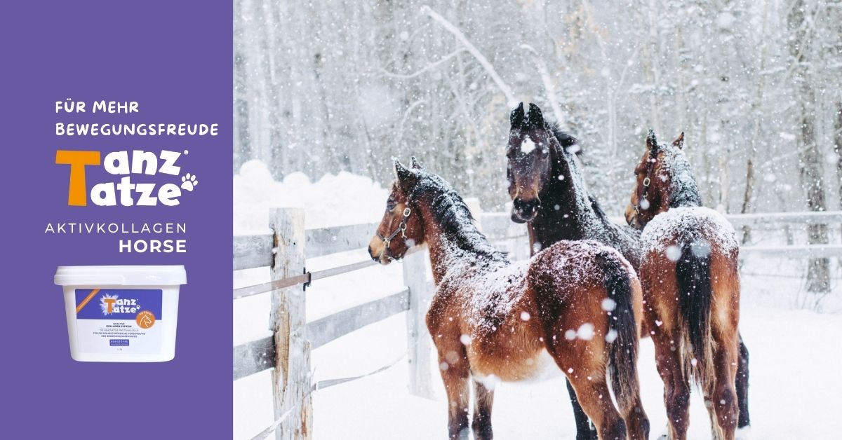 pferdegelenke kollagenpferd aktivkollagen pferde gelenke im winter aufwärmen