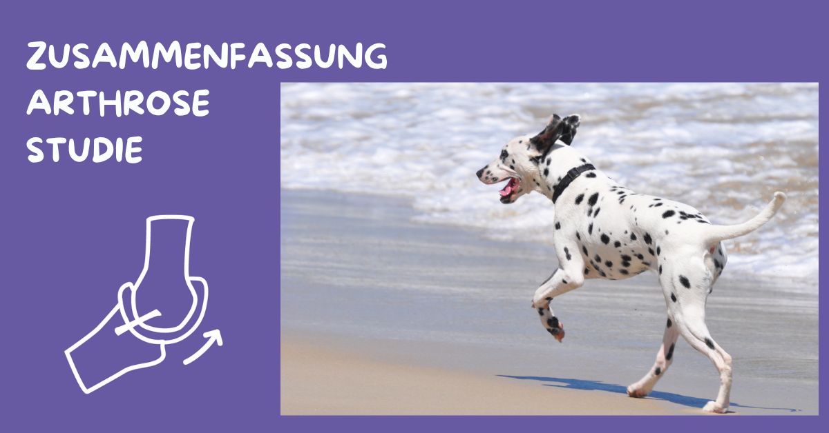 Arthrose Studie Hunde aktiv kollagen