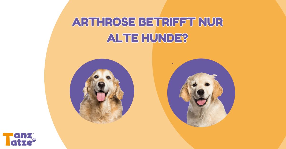 Arthrose betrifft nur alte Hunde?  TanzTatze ein junger und ein alter hund retriever ain lila Kreis auf orangemnen hintergrund tanztatze Logo 