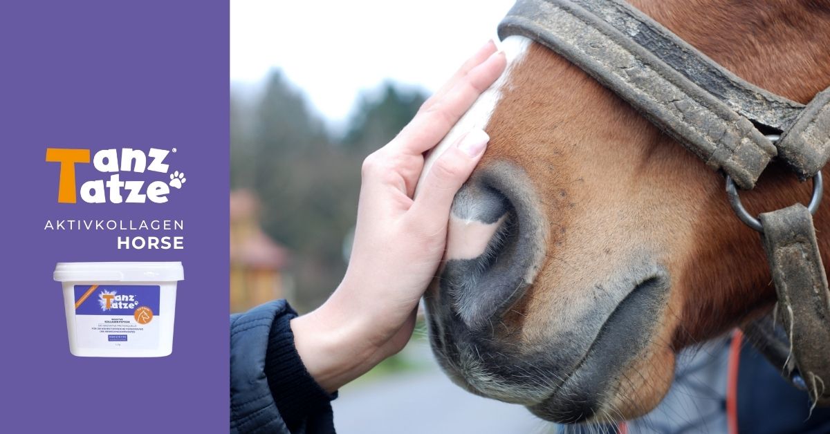 tanztatze aktivkollagen eine frau hält ihre hand beruhigend auf ein EMS Pferd