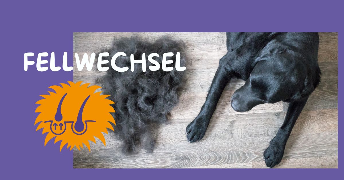 HaarwechselHund FellwechselTipps TanzTatze Aktivkollagen 