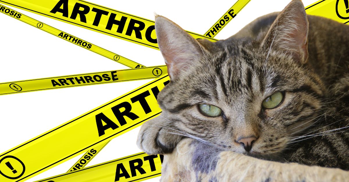 Weniger Schmerz – Immer Gut?