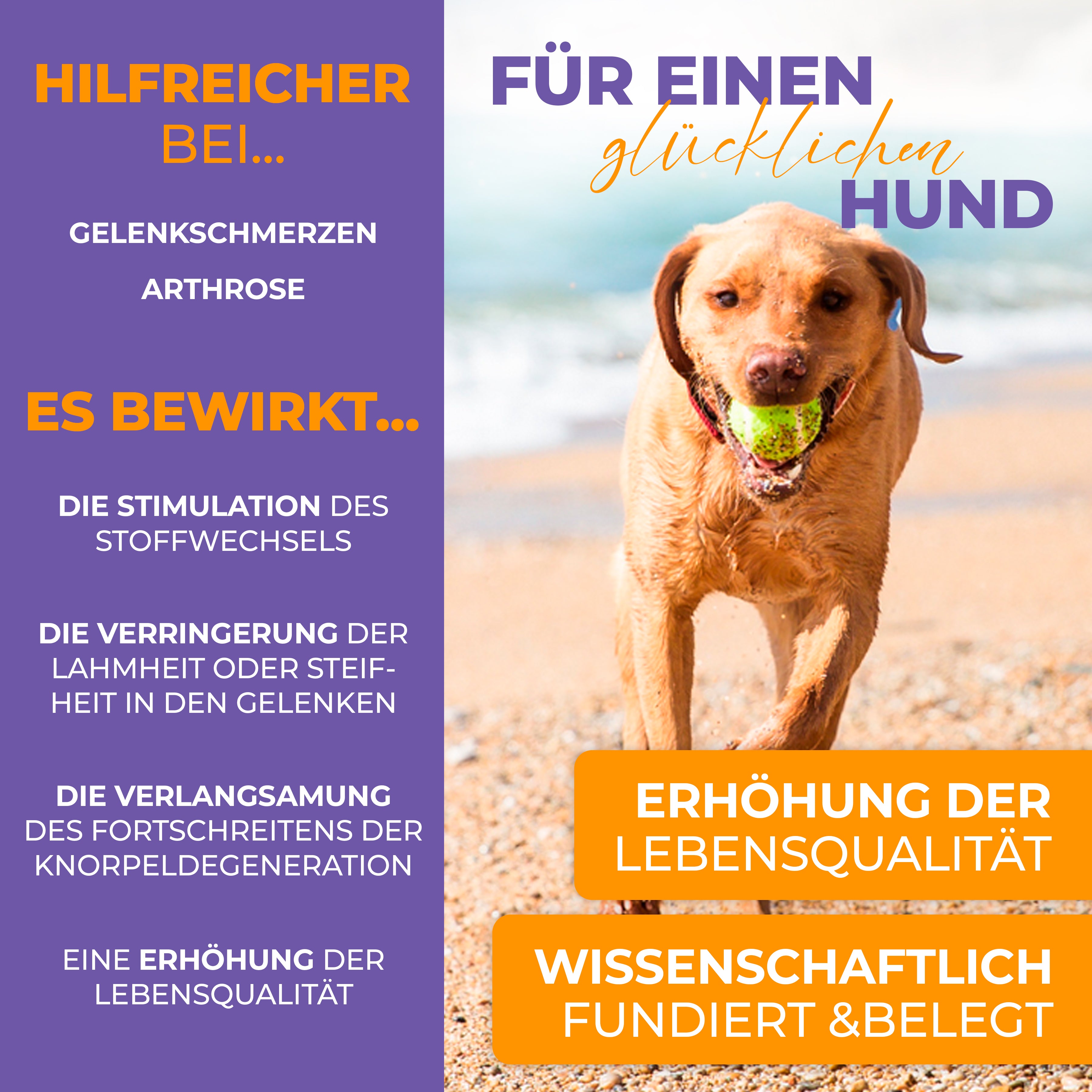 TanzTatze Aktivkollagen - Gelenkpulver zum Knorpelaufbau - 300 g