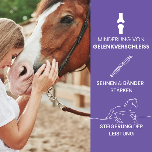 TanzTatze Aktivkollagen HORSE 2kg -  Gelenkpulver zum Knorpelaufbau für Pferde