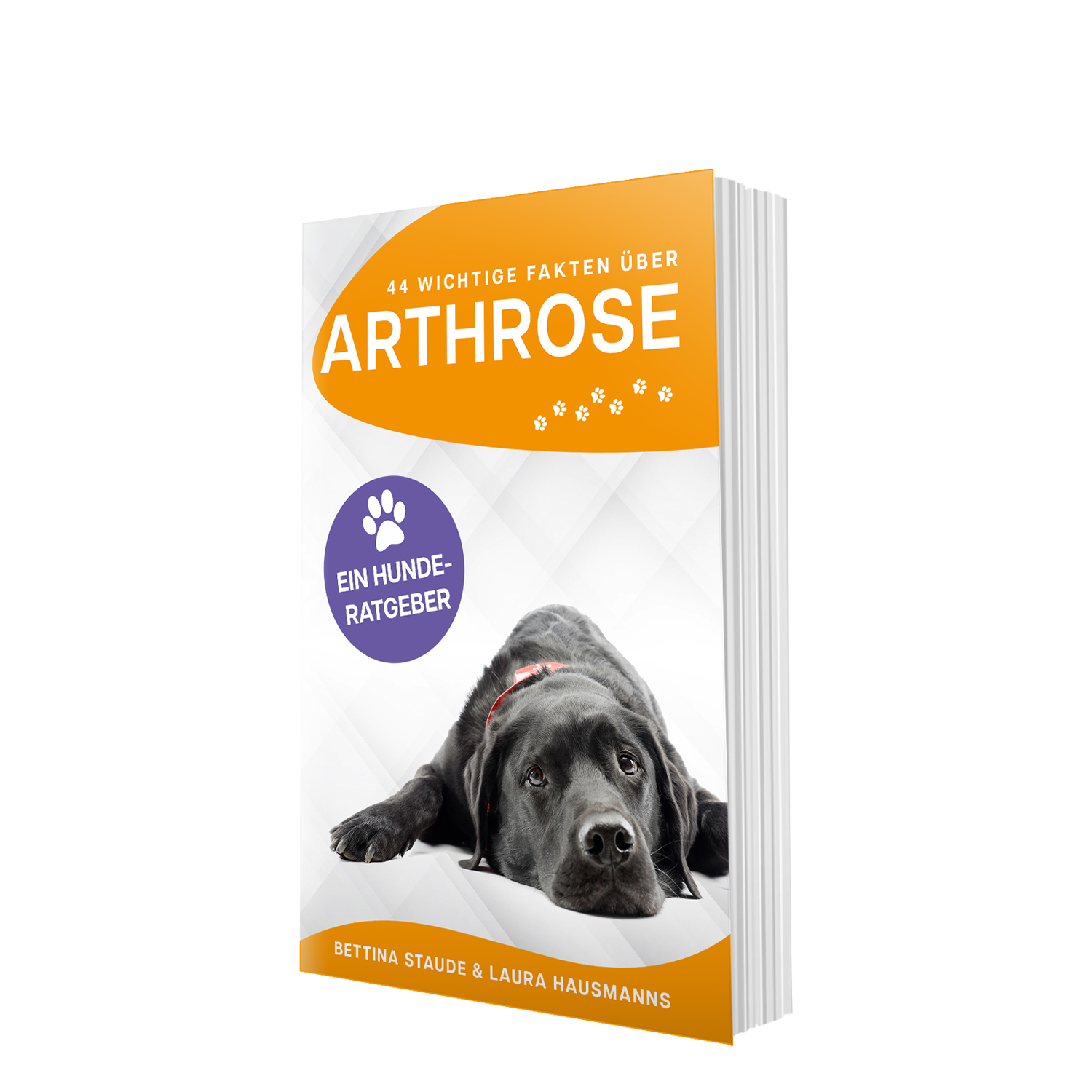 44 wichtige Fakten über Arthrose – Ein Hunderatgeber