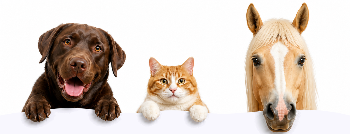 Hund, Katze und Pferd schauen über eine Kante