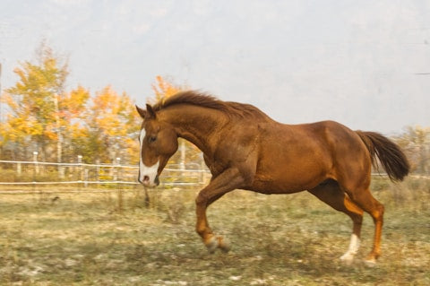 Pferd im Galopp