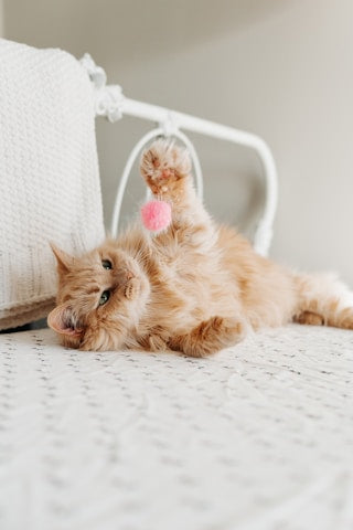 Katze auf dem Bett