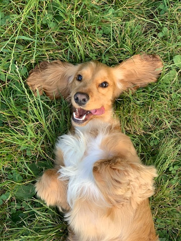 Hund im Gras