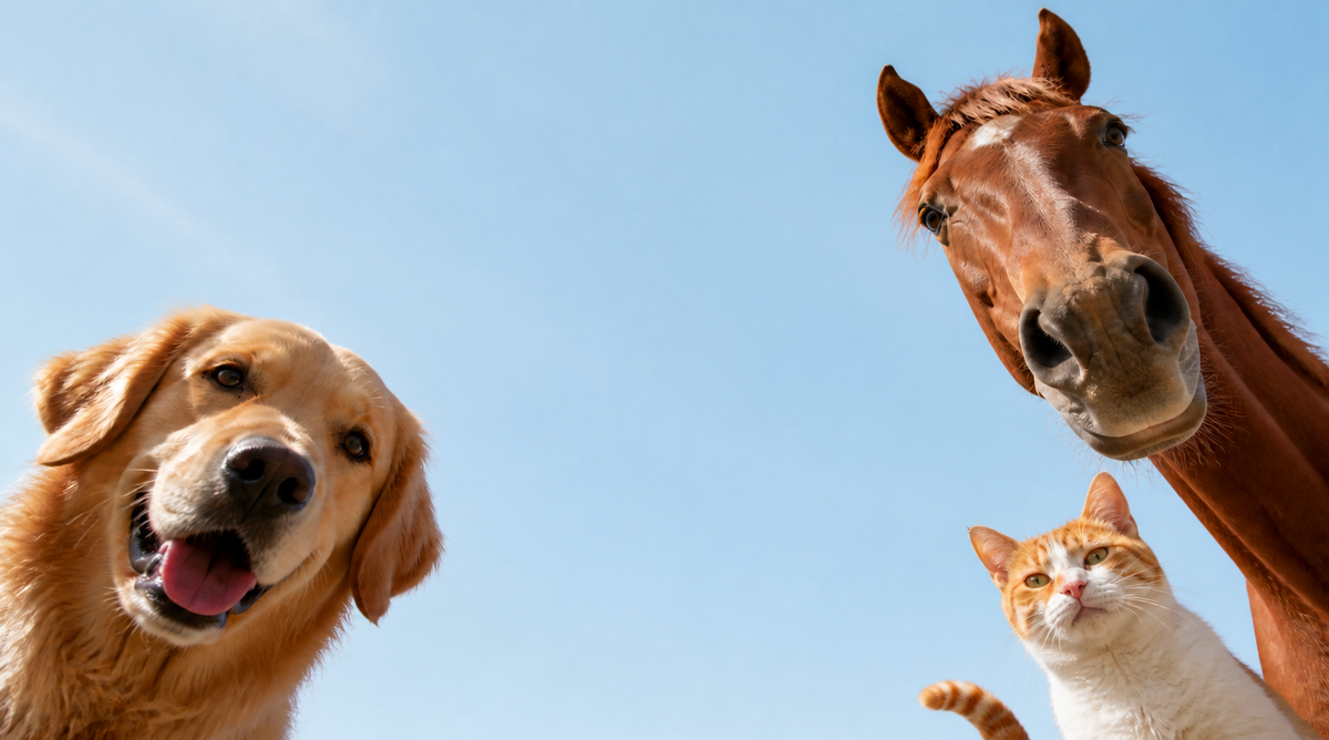 Hund, Pferd und Katze schauen neugierig nach unten