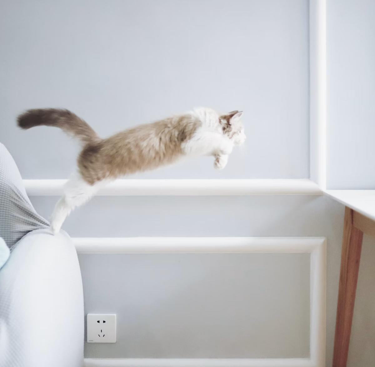 Katze springt auf ein Regal