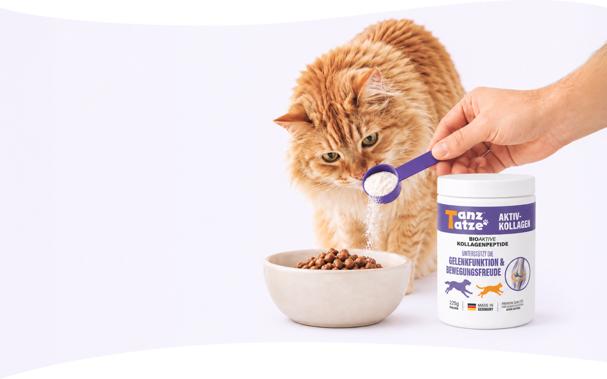 Katze mit einer Dose TanzTatze Aktivkollagen