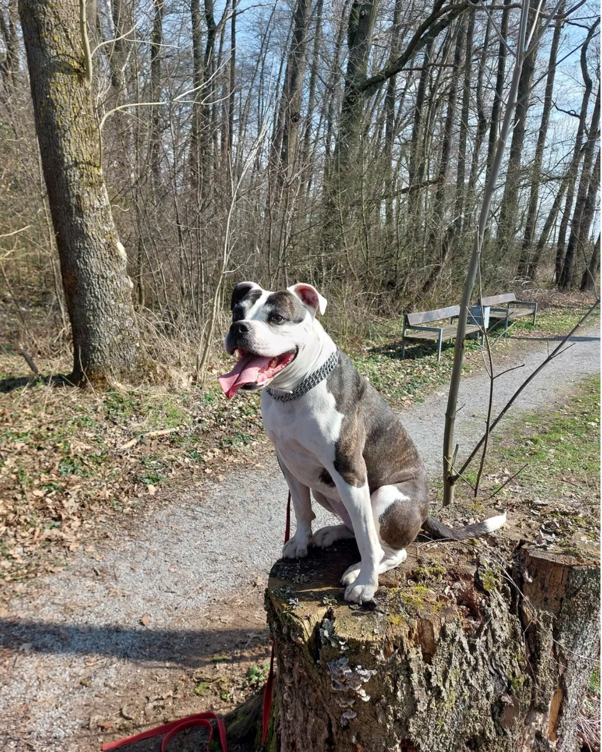 Hund sitzt auf einem Baumstumpf im Wald