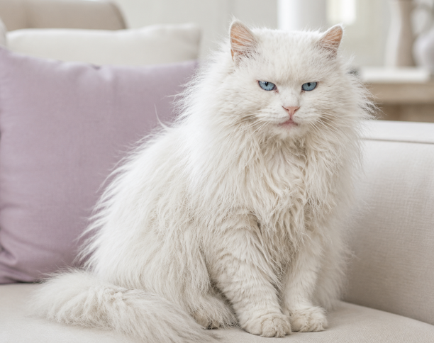 Katze mit stumpfem Fell auf dem Sofa