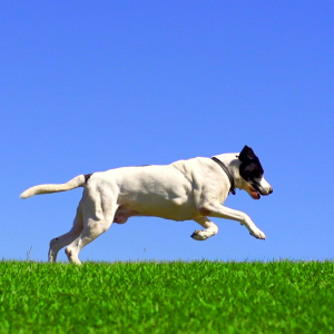 Hund fängt ball auf wiese Arthrose Gelenkerkrankung Haustiere